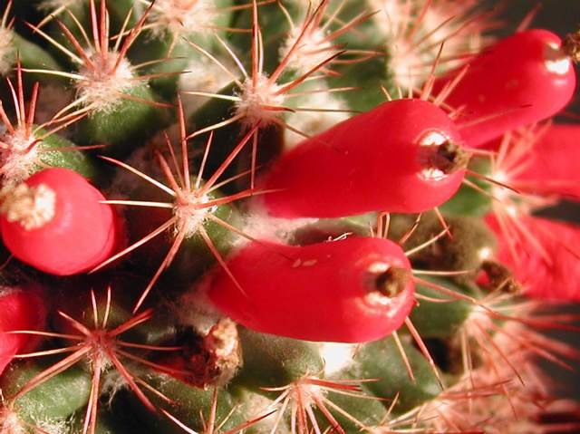 Mammillaria pseudosimplex (3).jpg